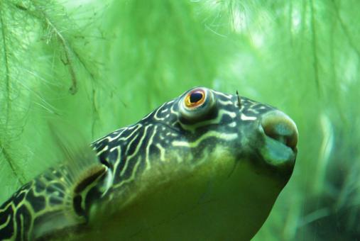 Free Stock Photo of Fish