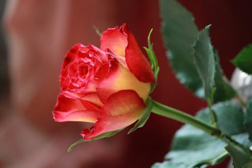 Free Stock Photo of Rose