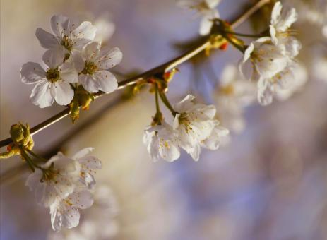 Free Stock Photo of Blossom
