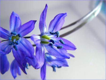 Free Stock Photo of Blue Flowers