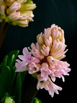 Free Stock Photo of Blooming