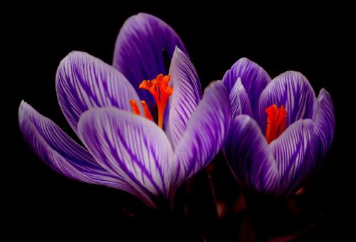 Free Stock Photo of Crocus