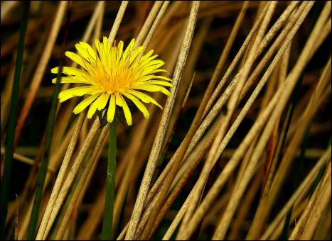 Free Stock Photo of Dandelion