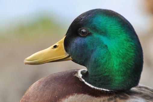 Free Stock Photo of Duck