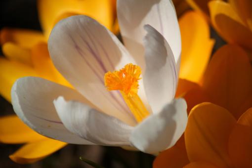Free Stock Photo of White Flower