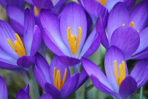 Free Stock Photo of Flower