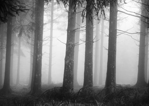 Free Stock Photo of Fog