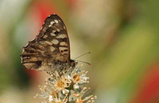 Free Stock Photo of Butterfly