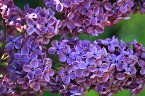 Free Stock Photo of Lilac