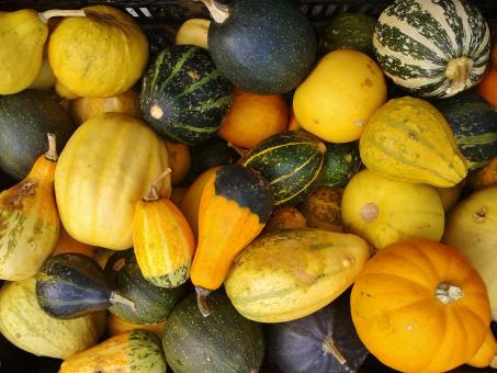 Free Stock Photo of Gourd