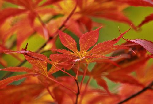 Free Stock Photo of Colors of Nature