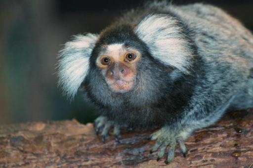 Free Stock Photo of Monkey