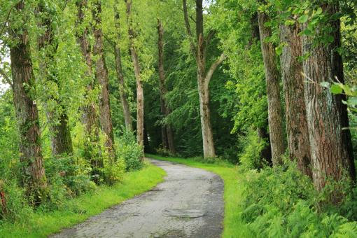 Free Stock Photo of Through the Woods