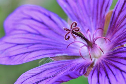 Free Stock Photo of Cranesbill