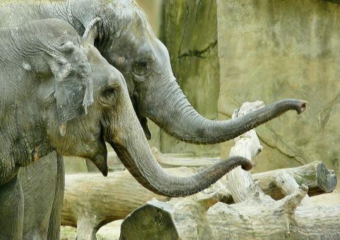Free Stock Photo of Giant Elephants