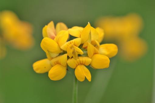 Free Stock Photo of Yellow Flowers