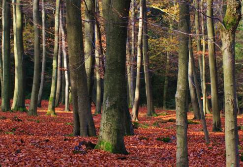 Free Stock Photo of Woods