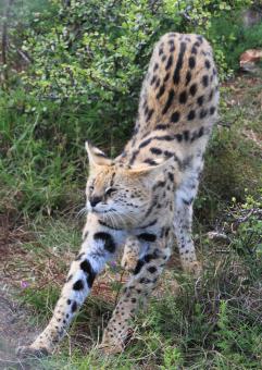 Free Stock Photo of Serval