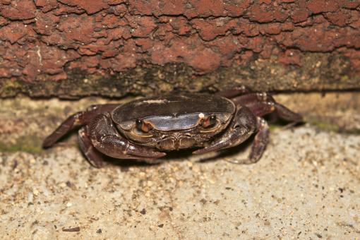 Free Stock Photo of Crab