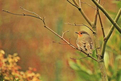Free Stock Photo of Robin