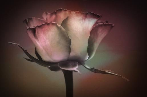 Free Stock Photo of Flower