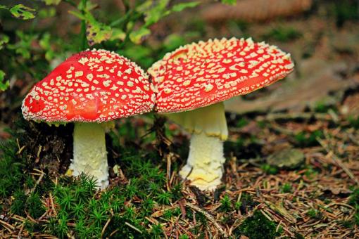Free Stock Photo of Mushroom