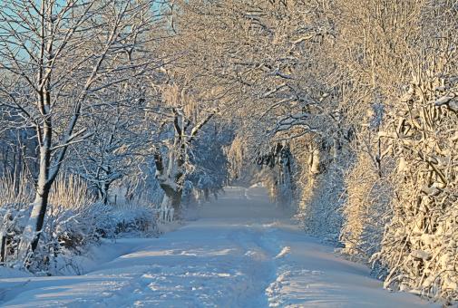 Free Stock Photo of Winter