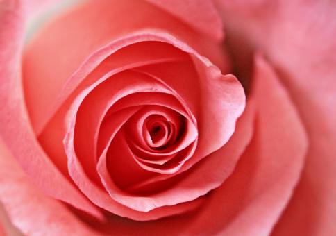 Free Stock Photo of Fresh Rose