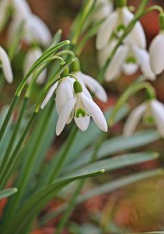 Free Stock Photo of Snowdrop
