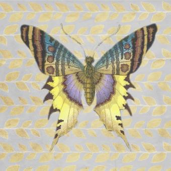 Free Stock Photo of Wild Butterfly