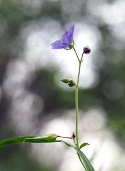Free Stock Photo of Purple Flower