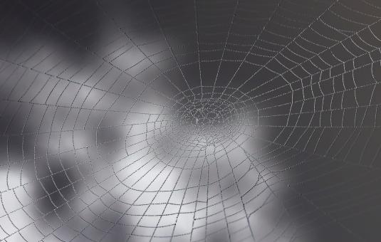 Free Stock Photo of Spider Web