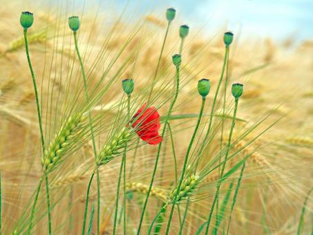 Free Stock Photo of Red Flower