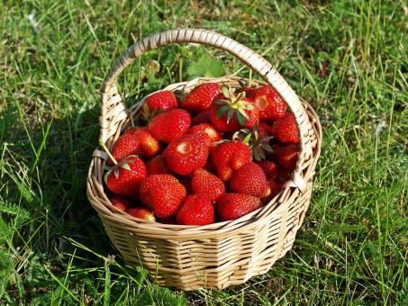 Free Stock Photo of Strawberries in a Basket