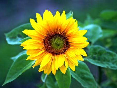 Free Stock Photo of Sunflower