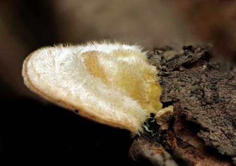 Free Stock Photo of Wild mushroom