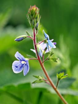 Free Stock Photo of Fresh Flowers in the Garden