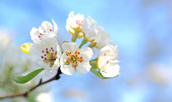 Free Stock Photo of Fresh Flower
