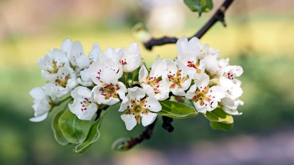 Free Stock Photo of White Flowers