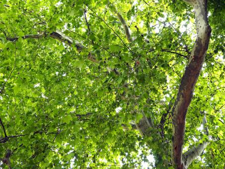 Free Stock Photo of Lush Green Tree