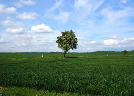 Free Stock Photo of Crops Field
