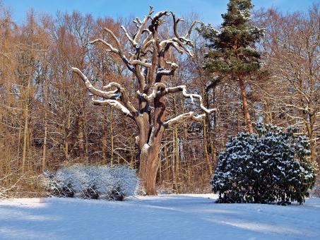 Free Stock Photo of Oak Tree
