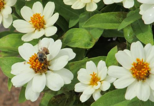 Free Stock Photo of Bee in the Garden