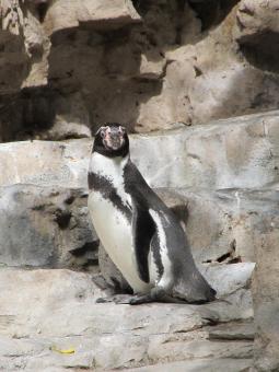 Free Stock Photo of Penguin