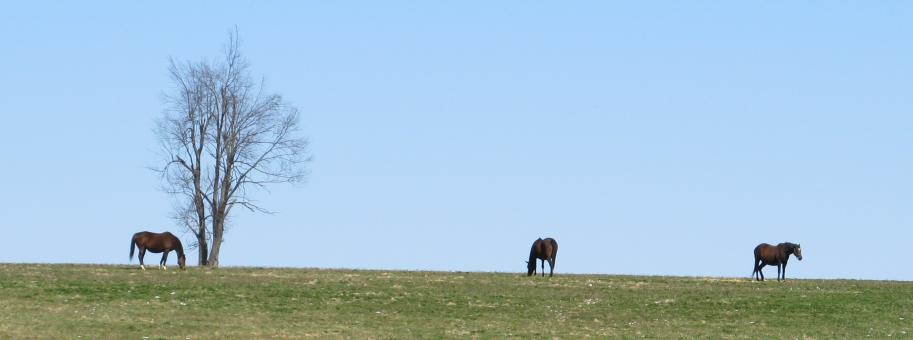 Free Stock Photo of Group of Horses