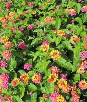 Free Stock Photo of Fresh Flower