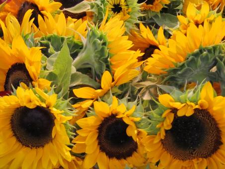 Free Stock Photo of Sun Flowers in the Garden
