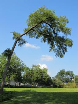 Free Stock Photo of Tilted Tree