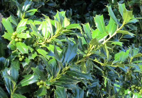 Free Stock Photo of Green Holly