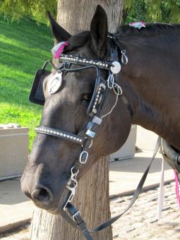 Free Stock Photo of Horse in the Stable